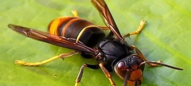 Le frelon asiatique tous conscernés ! 