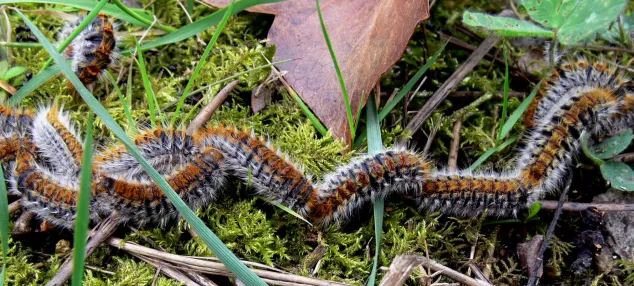 🌲 Chenille processionnaire du pin : campagne de lutte biologique 2026